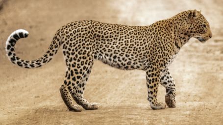 A leopard in the wild - Things to do tirupati