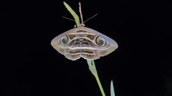 Aramness - a moth perched on a stem