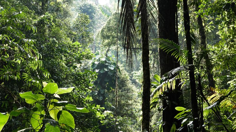 A view of rich biodiversity with trees and greenery around