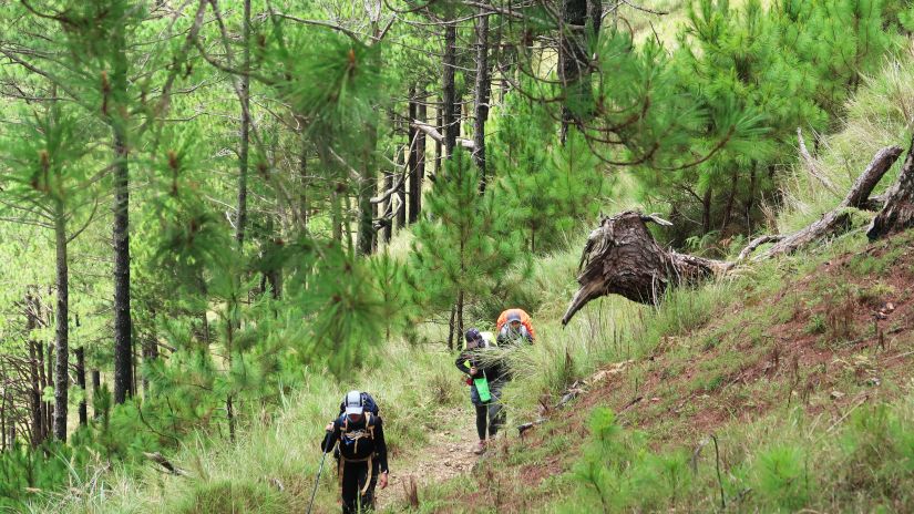 few people walking on a trail, with greenery & trees around