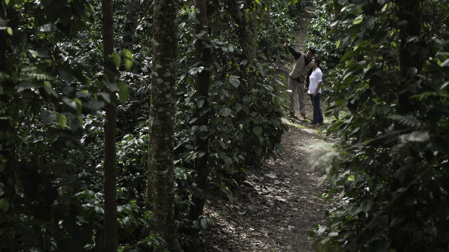 people visiting a coffee plantation 32957