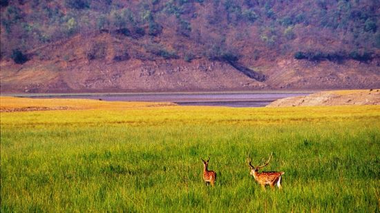 Leisure Hotels  Safari at The Bungalow River s Edge Corbett