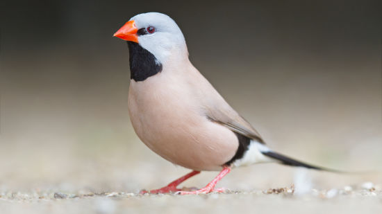 LONG-TAILED FINCH