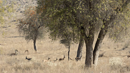 A herd of Indian Gazelles grazing in the desert