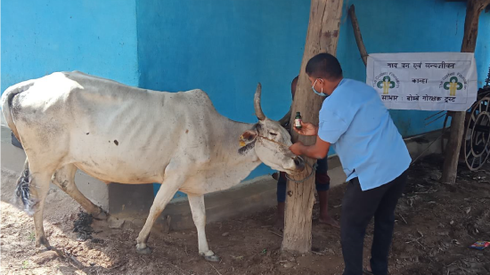 Veterinary care programme in forest-fringe villages of Central India