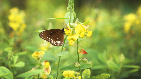 abad-turtle-garden-butterfly, Contact Beach Resort in Marari, Beach resorts in Allepey, 4 Star Resorts in Alleppey, Best Beach Resorts in Alleppey, Best Beach Resorts Near Cochin, Beach Resorts in Kerala