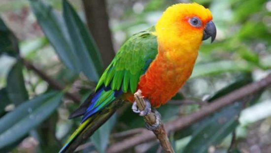 JENDAY CONURE