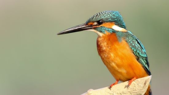 a bird sitting on a branch