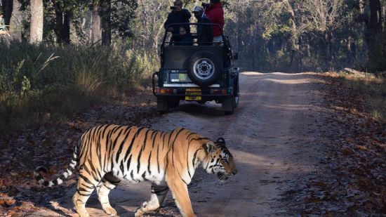 a tiger crossing the road with a jeep behind it