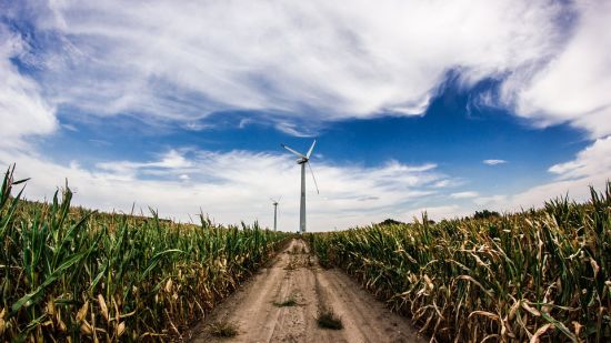 an image of corn field 