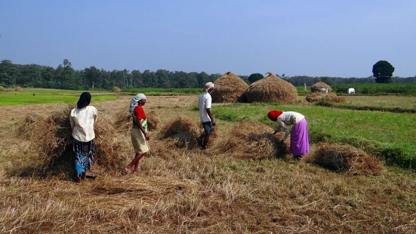 a group of men and women working on a paddy field 