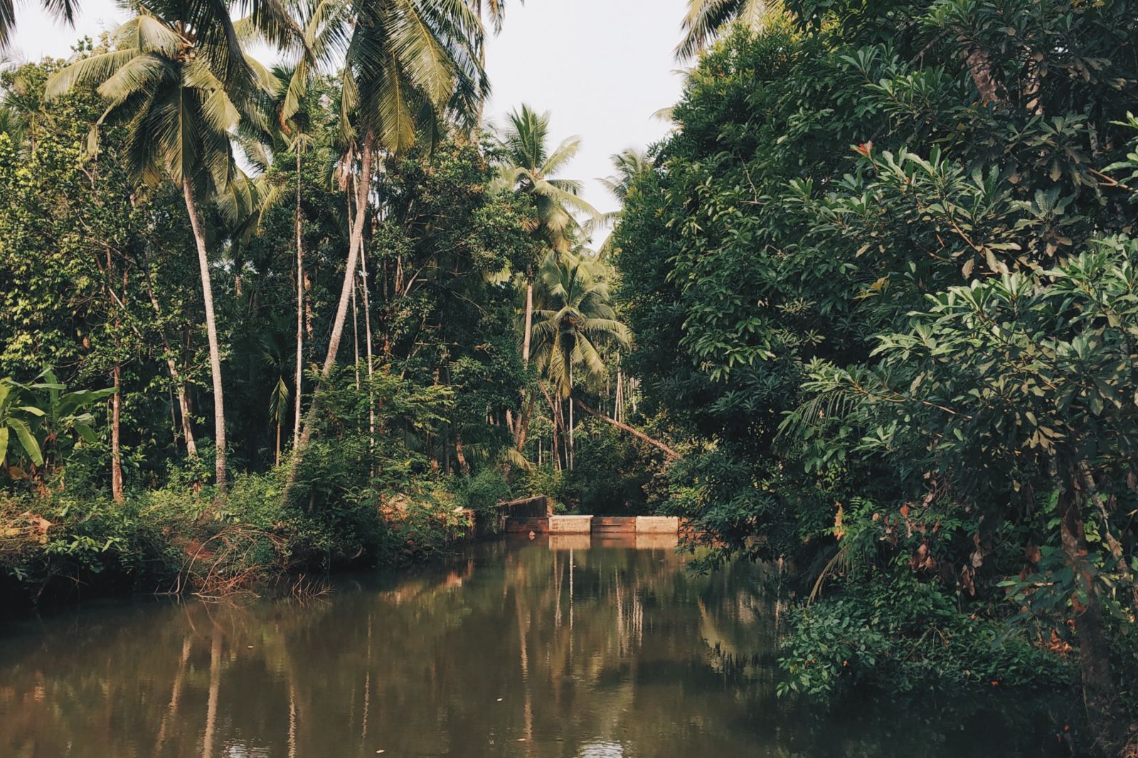 backwaters in kerala surrounded by lush greenery