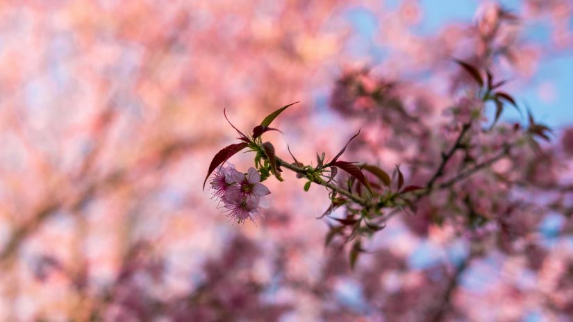 a close up shot of a cherry blossom flowers in Ziro, Arunachal Pradesh