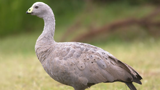 CAPE BARREN GOOSE