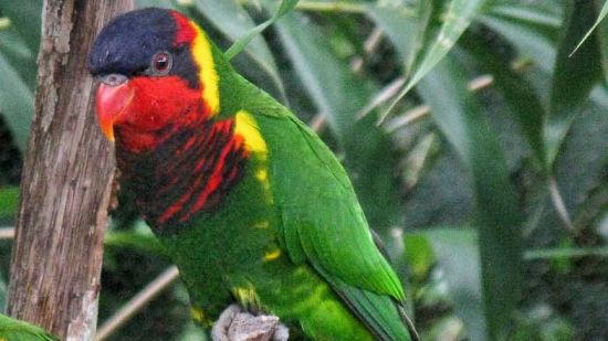 ORNATE LORIKEET