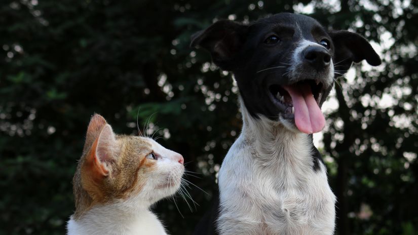 cat and dog at our resort