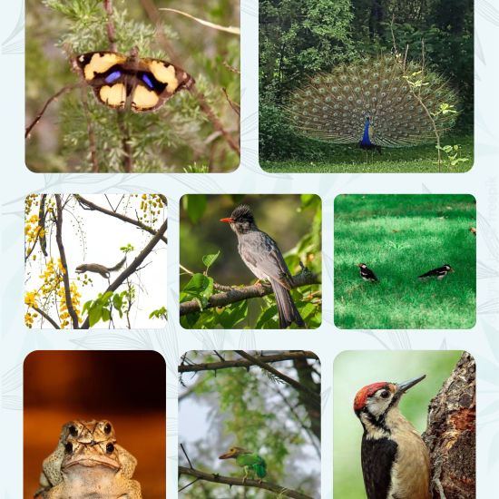 Collage of different animals at Themis Mudhouse- A Nature's Wellness Resort