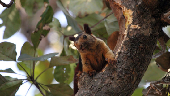 Satpura - Giant Squirrel