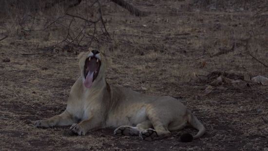image of a yawning lion