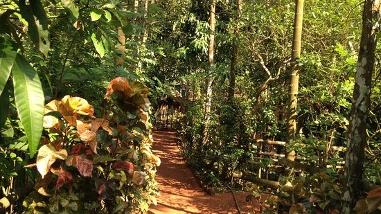 Tanshikar spice farm at Goa filled with greenery