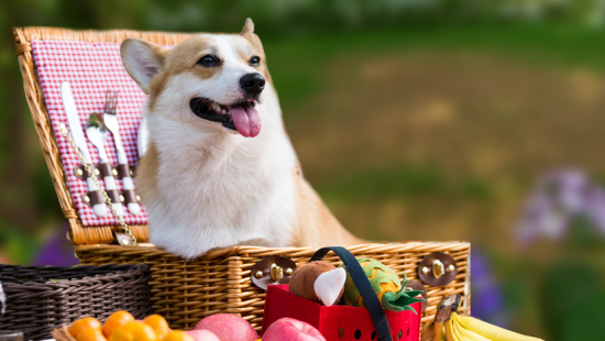 Fluffy dog with head popping out of a basket 