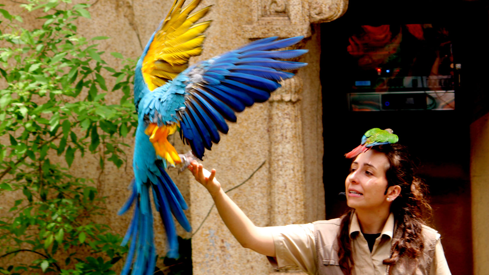 bird park esselworld, a staff member holding a bird 