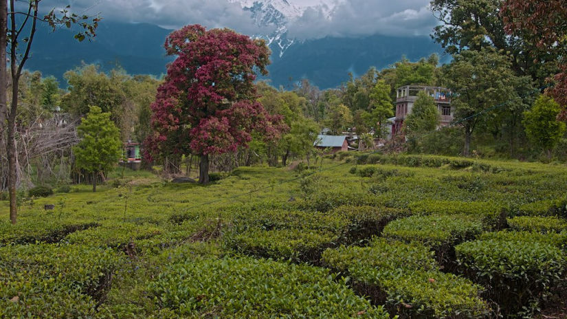 Bindla Tea Estate, RS Sarovar, Palampur Hotels 