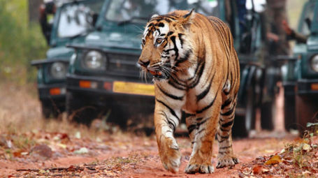 Tiger Camp Resort, Corbett Uttarakhand Corbett Jeep Safari