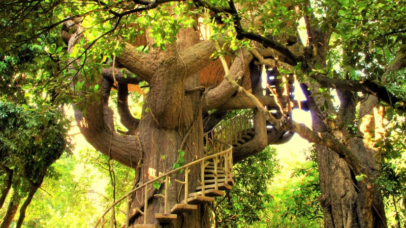 structure of treehouse bedrooms surrounded by trees