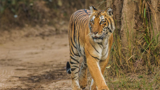 Leisure Hotels  Safari The Bungalows Corbett 1