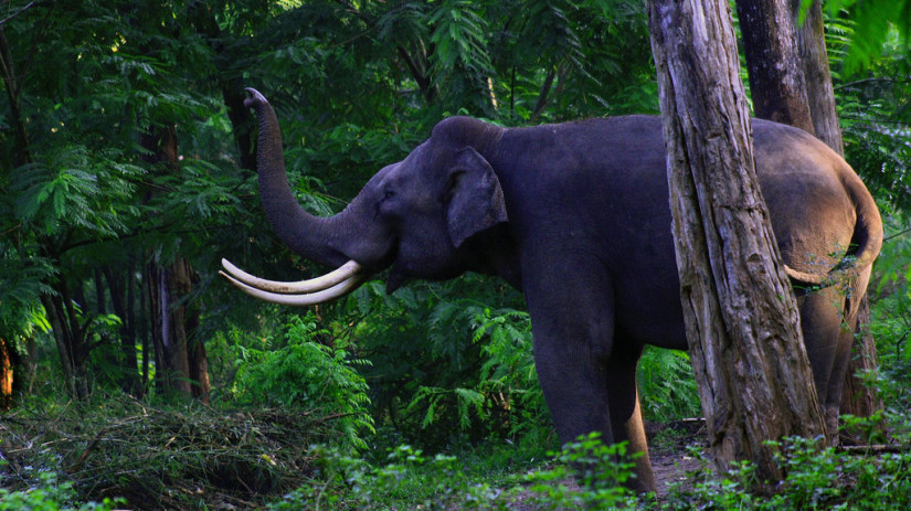 kerala wildlife sarovar hotels and resorts