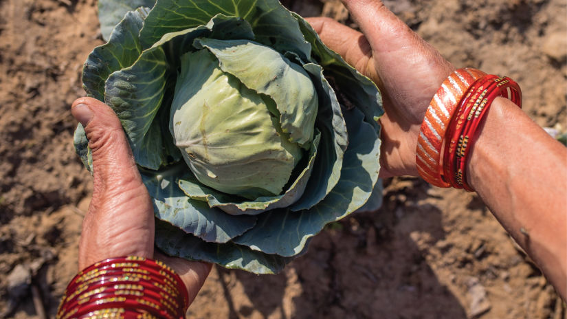 woman taking out a cabbage from ground on a farm