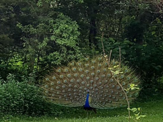 an image of a peacock dancing in a lush green forest