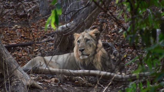 image of a lion