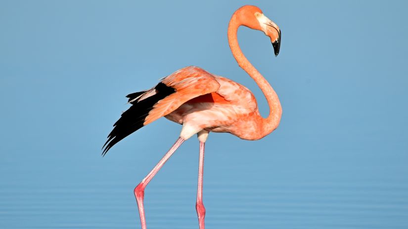 a flamingo