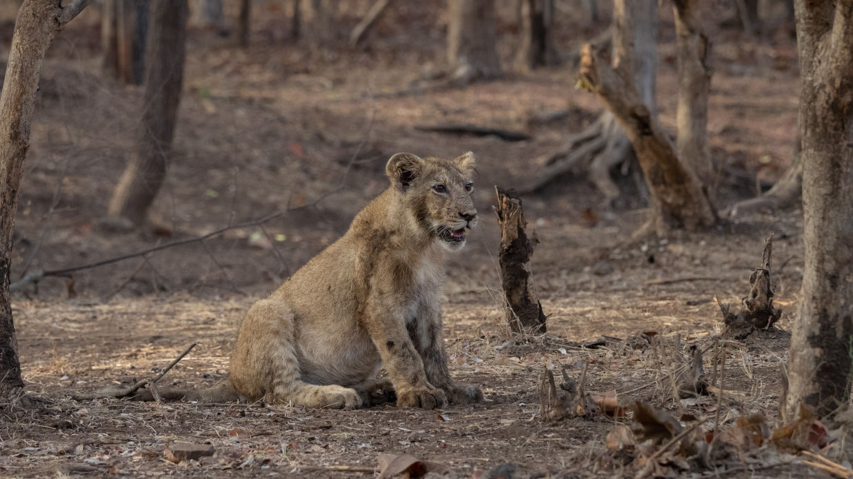 Image of a Lion Sitting in the Woods