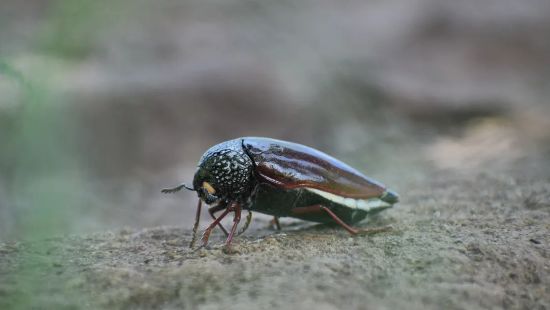 close up of an Indian jewel bettle