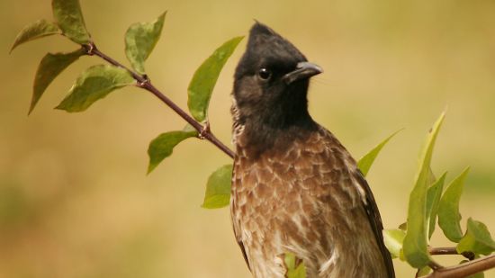 a bird perched on small branch that has leaves sprouting from it - Chunda Shikar Oudi, Udaipur