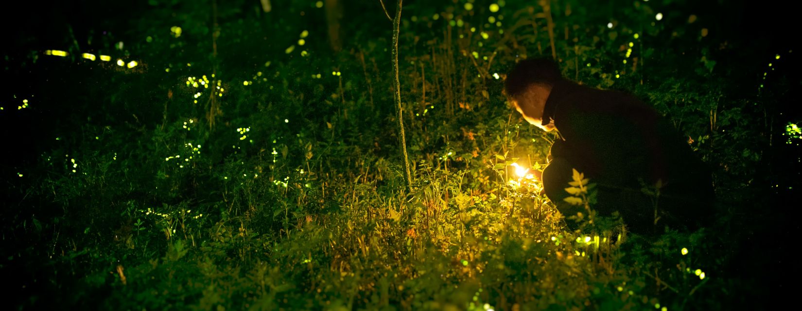 A man mesmerised by the  fireflies near mumbai