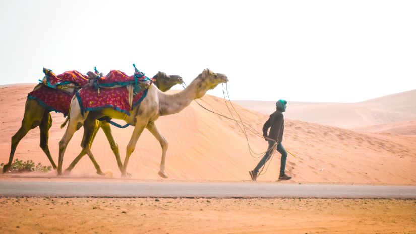 Camel Safari