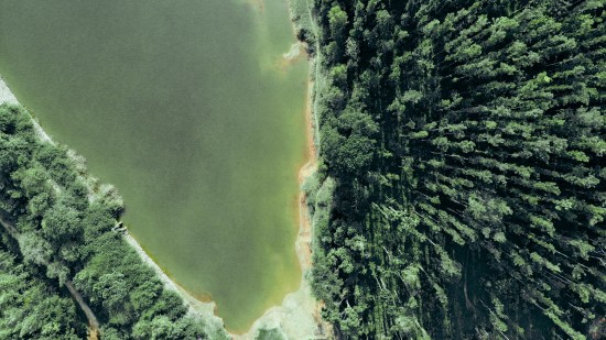 An aerial view of a lake in between a forest with tall trees