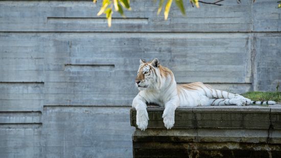 wildlife in Lucknow