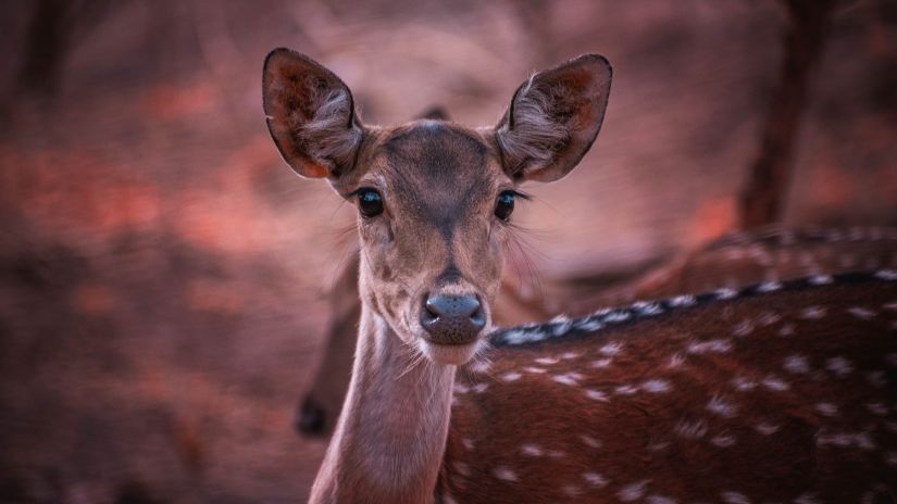 a spotted deer at Ranthambore National Park