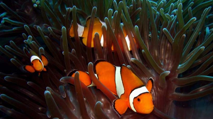 clownfish