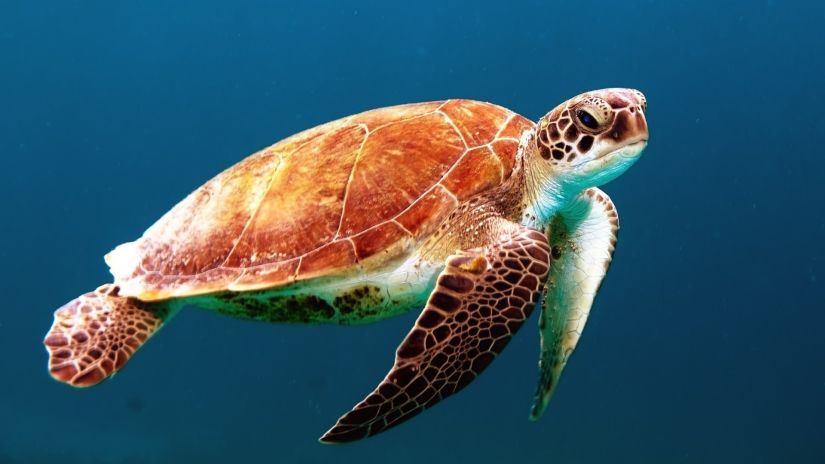 a brown coloured turtle swimming underwater