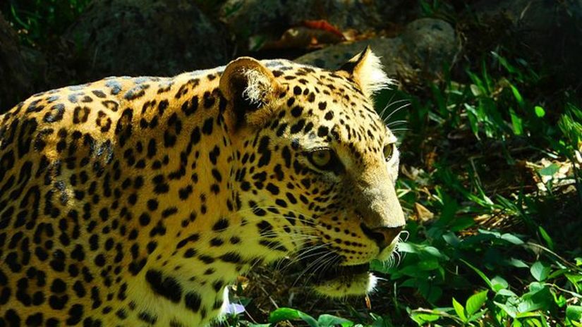 Thiruvananthapuram Zoo Classic Sarovar Portico Thiruvananthapuram