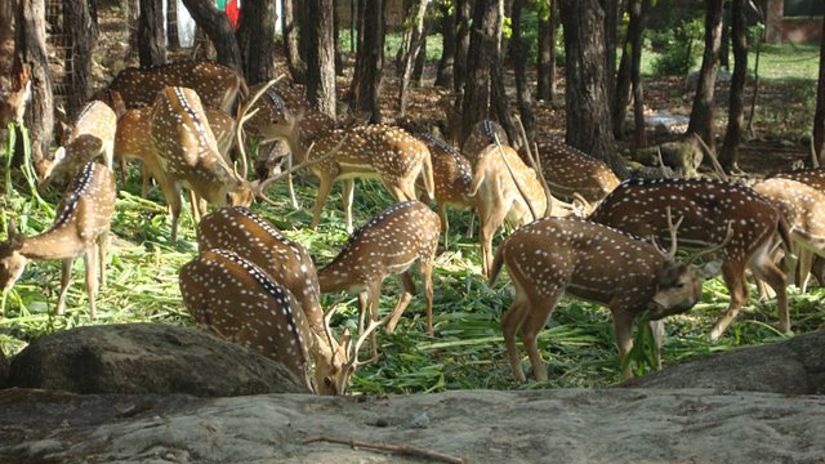 Malsi Deer Park, Seyfert Sarovar Premiere Dehradun