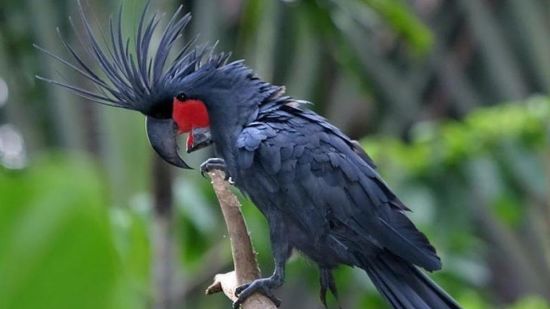 PALM COCKATOO