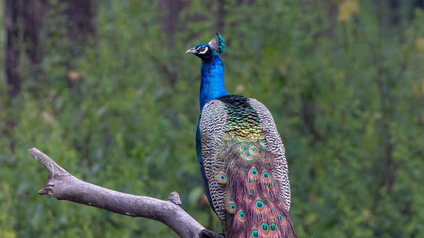 An image of a peacock sitting on a branch