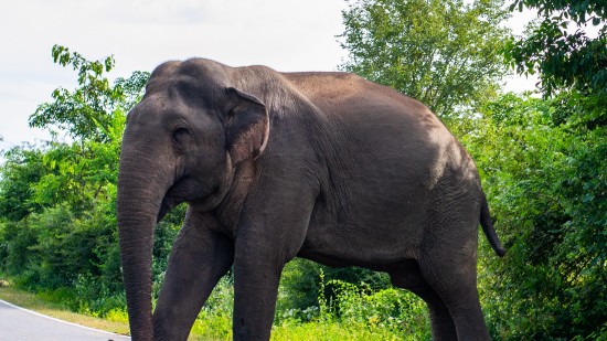 an elephant crossing a road